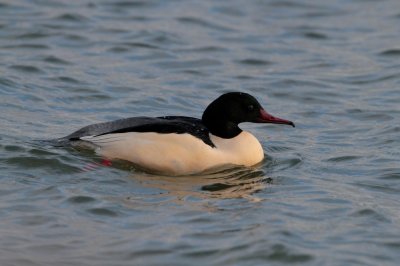 Grote Zaagbek/Goosander