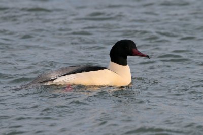 Grote Zaagbek/Goosander