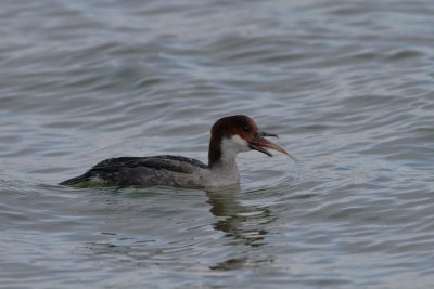 Nonnetje/Smew