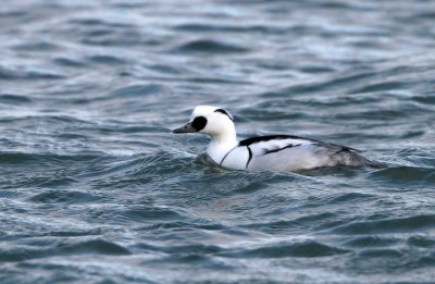 Nonnetje/Smew