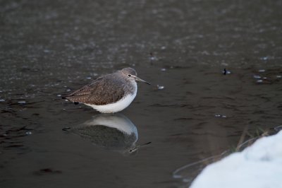 Witgat/Green Sandpiper