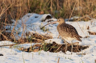 Wulp/Curlew