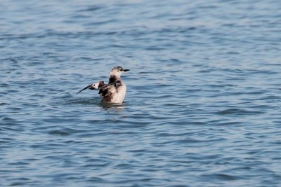Zwarte Zeekoet/Black Guillemot