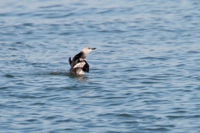 Zwarte Zeekoet/Black Guillemot