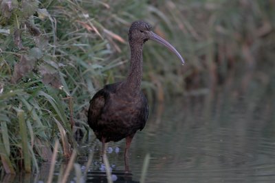 Zwarte Ibis/Glossy Ibis