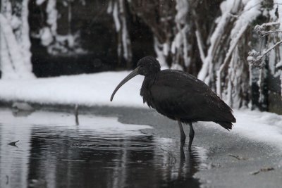 Zwarte Ibis/Glossy Ibis