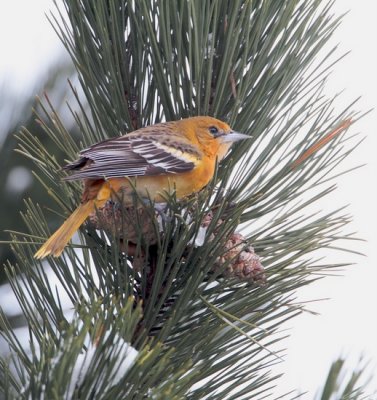 Baltimoretroepiaal/Baltimore Oriole