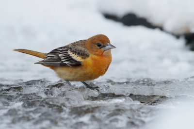 Baltimoretroepiaal/Baltimore Oriole