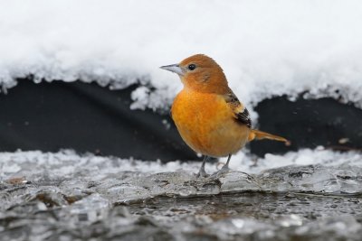 Baltimoretroepiaal/Baltimore Oriole
