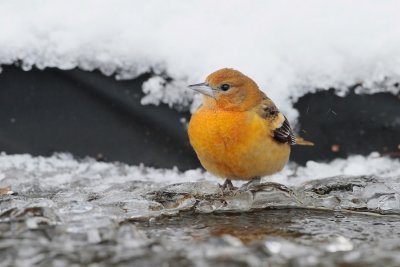 Baltimoretroepiaal/Baltimore Oriole