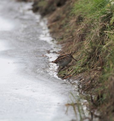 Bokje/Jack Snipe