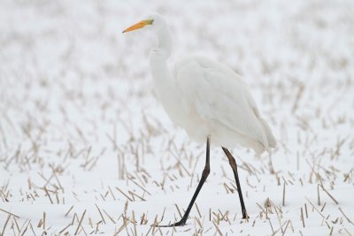 Grote Zilverreiger/Great Egret