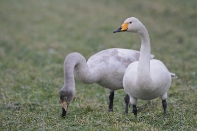 Wilde Zwaan/Whooper Swan