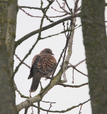 Oosterse Tortel/Oriental Turtle Dove (ssp. Meena)