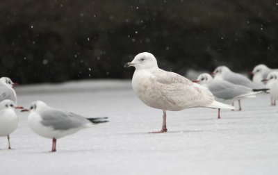 Kleine Burgemeester/Iceland Gull