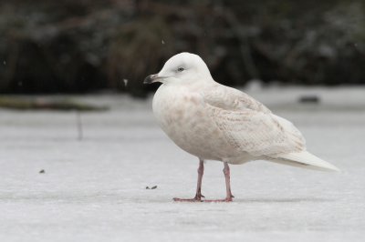 Kleine Burgemeester/Iceland Gull