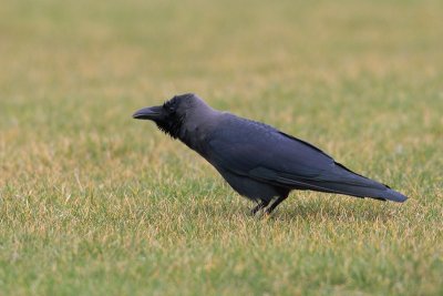 Huiskraai/House Crow