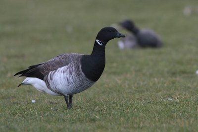 Witbuikrotgans/Pale-bellied Brent Goose