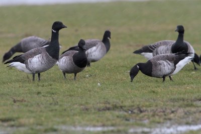 Witbuikrotgans/Pale-bellied Brent Goose
