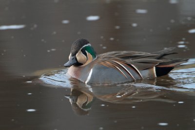 Siberische Taling/Baikal Teal