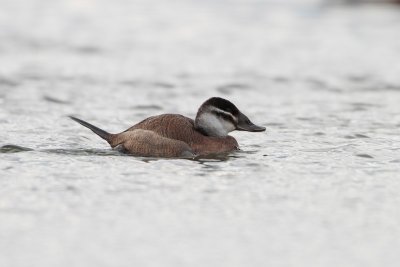 Witkopeend/White-headed Duck