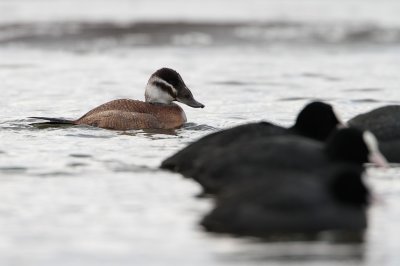Witkopeend/White-headed Duck