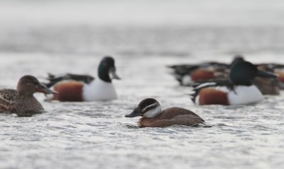 Witkopeend/White-headed Duck