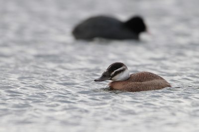 Witkopeend/White-headed Duck