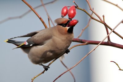 Pestvogel/Waxwing