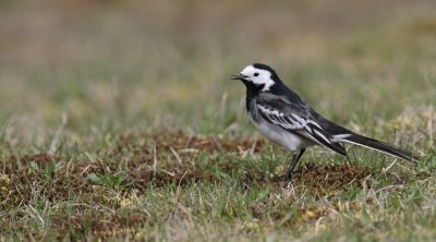 Rouwkwikstaart/Pied Wagtail (yarrellii)