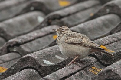 Kuifleeuwerik/Crested Lark