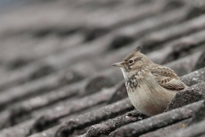 Kuifleeuwerik/Crested Lark