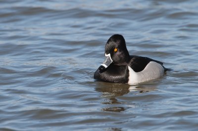 Ringsnaveleend/Ring-necked Duck