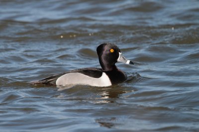Ringsnaveleend/Ring-necked Duck
