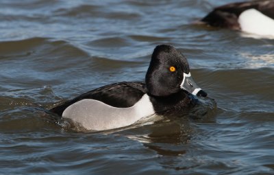 Ringsnaveleend/Ring-necked Duck