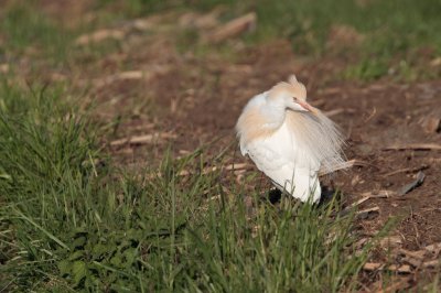 Koereiger/Cattle Egret