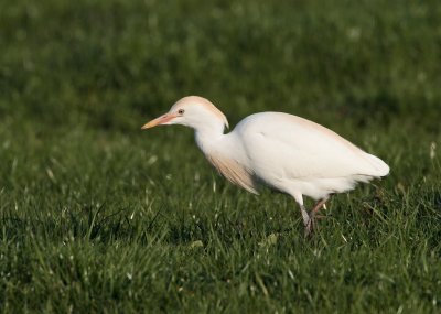 Koereiger/Cattle Egret