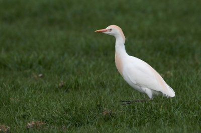 Koereiger/Cattle Egret