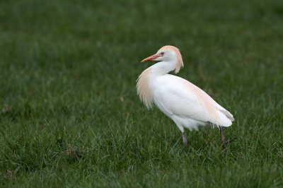 Koereiger/Cattle Egret