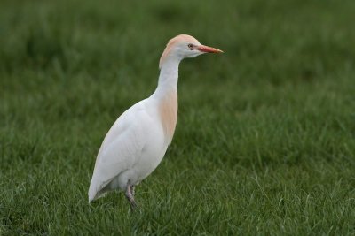 Koereiger/Cattle Egret