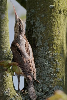 Draaihals/Wryneck