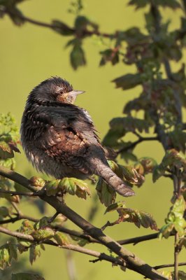 Draaihals/Wryneck