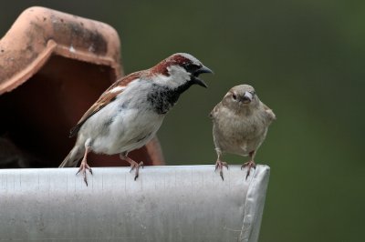 Huismus/House Sparrow