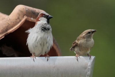 Huismus/House Sparrow