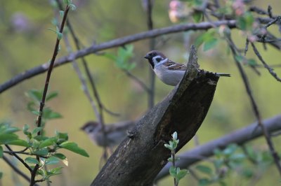 Ringmus/Tree Sparrow