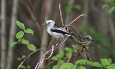 Staartmees/Long-tailed Tit