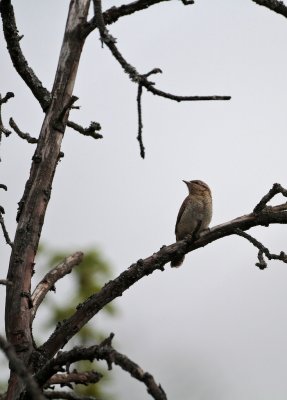 Draaihals/Wryneck