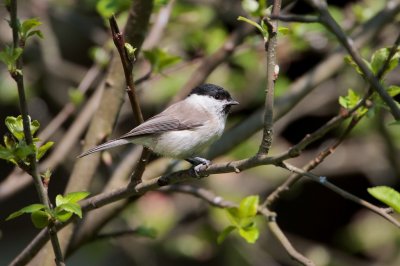 Glanskop/Marsh Tit