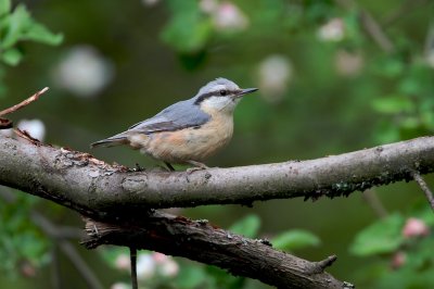 Boomklever/Nuthatch