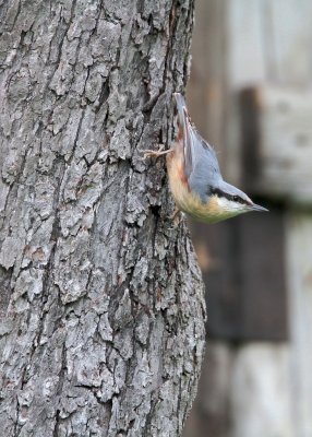 Boomklever/Nuthatch